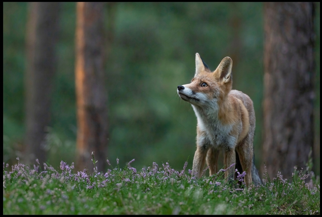 A red fox standing among heather in a Scottish forest at dusk